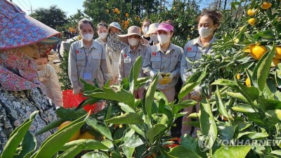 제주도, 올해 농번기 인력난 해소위해 연인원 12만명 지원