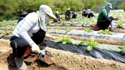 강원도 내 외국인 계절근로자 1만1천168명 입국…농촌 활력 기대