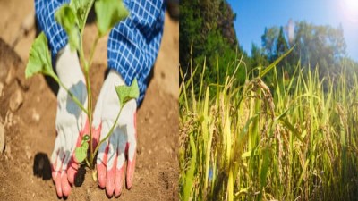 강원도에서농촌일,밭일하실남여모집/숙식무료제공,외국인가능,일급9만원~12만원,1일8..5시간